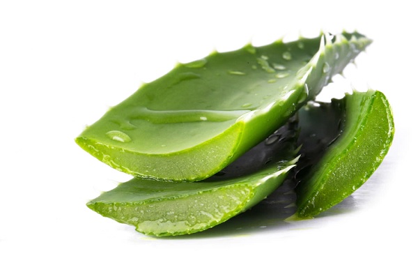 a photo of aloe vera leaves with white background