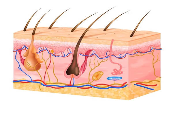 Stimulation of Hair Follicles