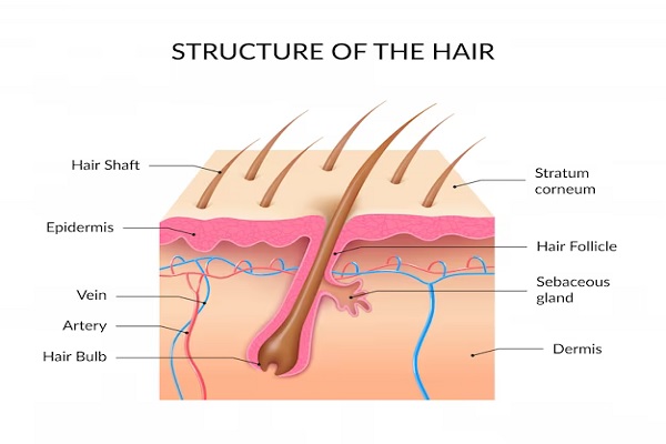 structure of the hair with hair follicles