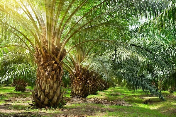 saw palmetto in the hair