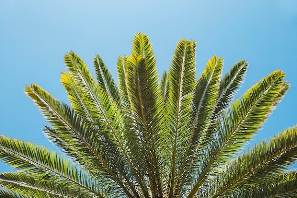 saw palmetto in the hair