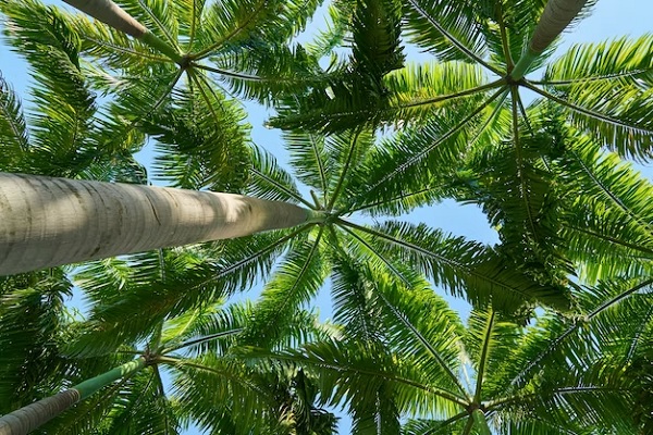 saw palmetto in the hair