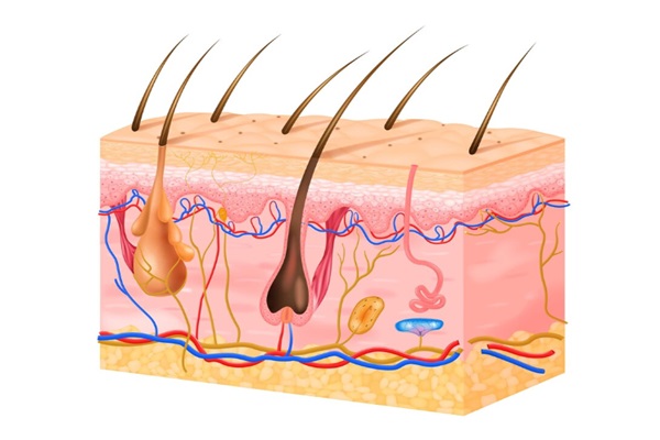 Piloebaceous Follicle